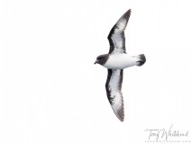 CapePetrel-D85_7696-instalogo