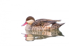 Red-billed_Teal_D3S7202-web