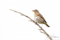 Song Thrush on white