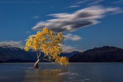 WanakaTree_D815128