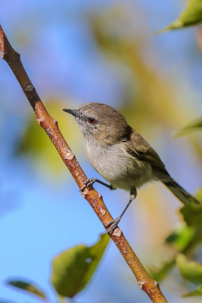 NZ Birds - WildLight Photography