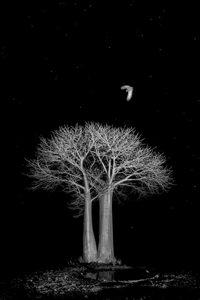 Barn Owl flying over Baobab