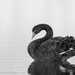 Swans, Sunshine and Shade