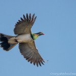 New Zealand Pigeon – Kereru