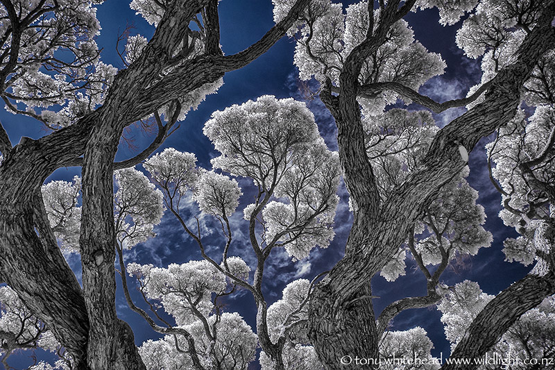 Infrared Photography