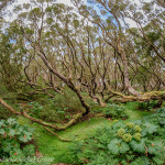 Enderby Island – Southern Rata Forest