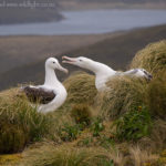 Southern Royal Albatross again