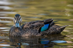 How reliable is speculum colour for duck identification?