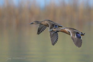 Nikon D500/D850 focus settings for bird photography.