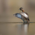 New Zealand Dabchick