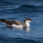 Buller’s Shearwater