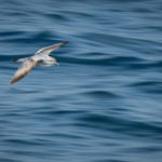 Hauraki Gulf Seabirds