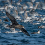 Hauraki Gulf Seabirds Master Post