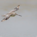 Waipu – Bar-tailed Godwits