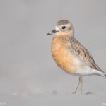 Waipu – New Zealand Dotterel