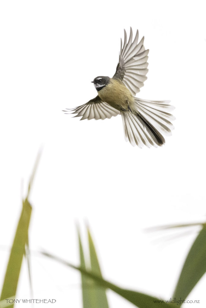 A Feast of Fantails WildLight Photography