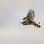 A Feast of Fantails