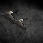 Okareka Canada Geese