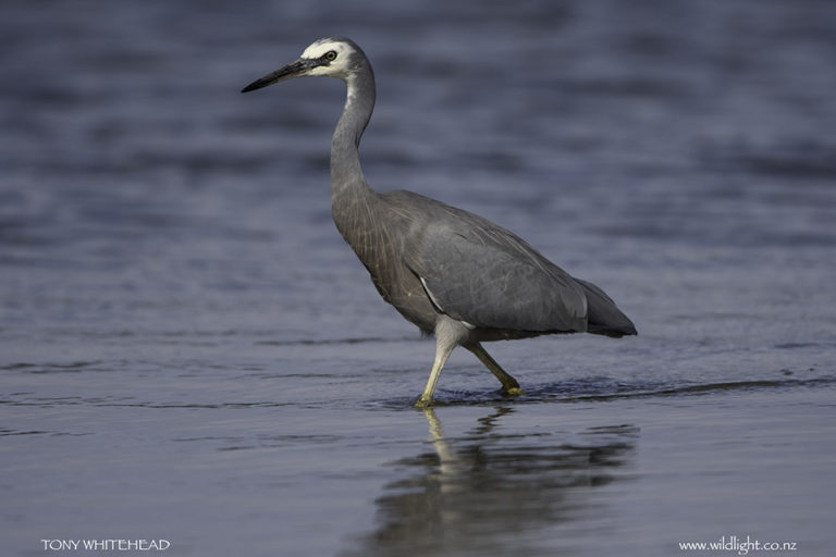 Nikon D850 or D500 for Bird Photography - WildLight Photography