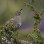 California Quail