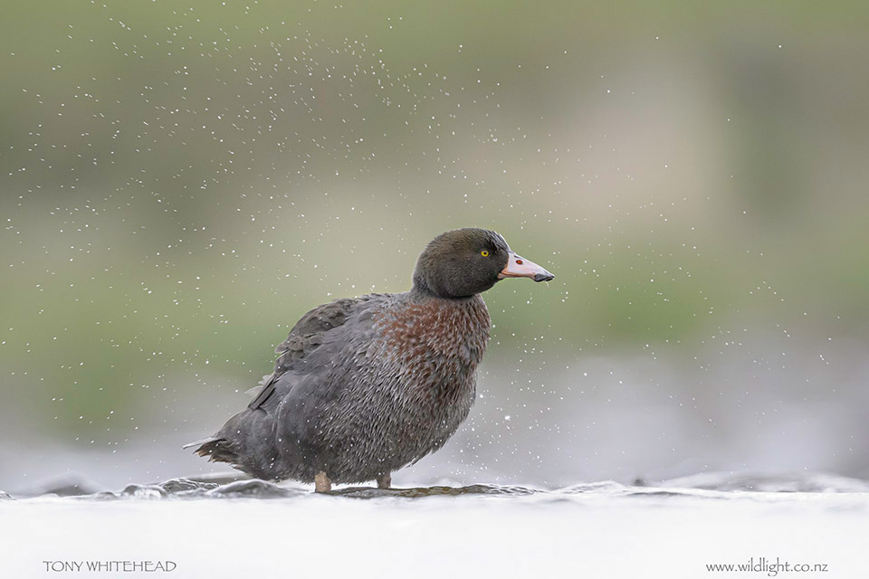 Blue Duck in a mist of spray shaken off after a wash. 