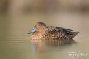 Tilting LCD for low angle bird photography