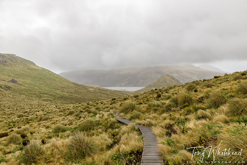 Photo showing the view from the boardwalk toward Peseverence Harbour, Campbell Island