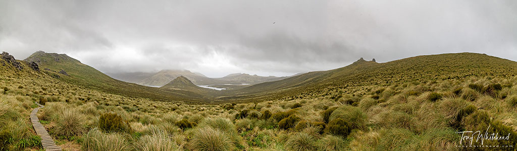 photo showing a 12 image panorama of the same Campbell Island view. this resulted in a 108 megapixel image so has a lot of detail to explore in full resolution.