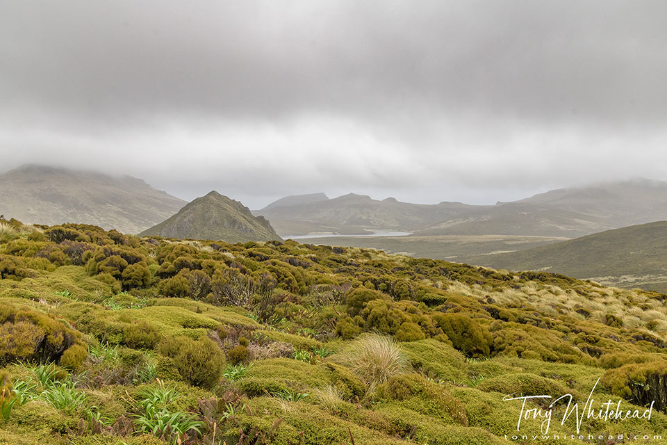 photo showing wind-sculpted vegetation, Campbell Island.