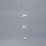 Fairy Tern Dive