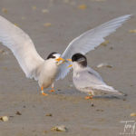 Another Fairy Tern Courtship Feeding sequence