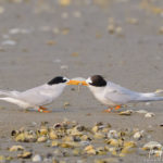 Fairy Tern Courtship feeding