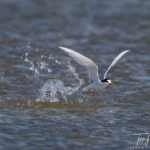 Fairy Tern Splashdown