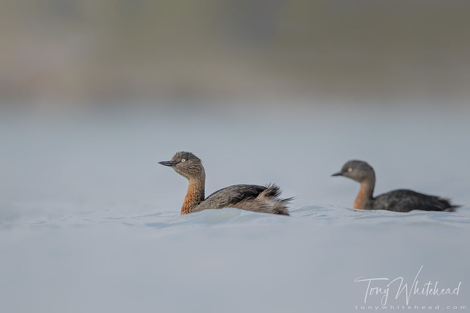 Photo showing a pair of NZ Dabchicks