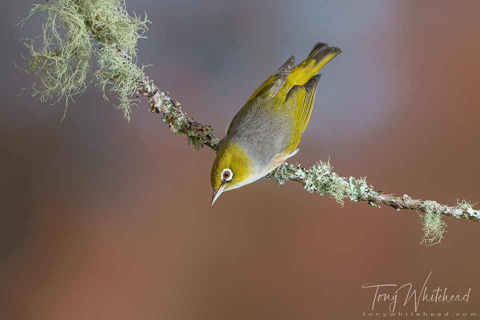 Photo showing how single off camera flash introduces issues with contrast ratios with one side of the bird in deep shadow