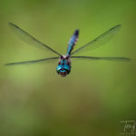 Okareka Dragonflies as Trigger for a Meandering Ramble into the Past