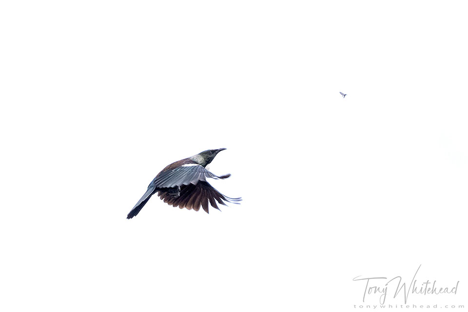 bird flying drawing sequence