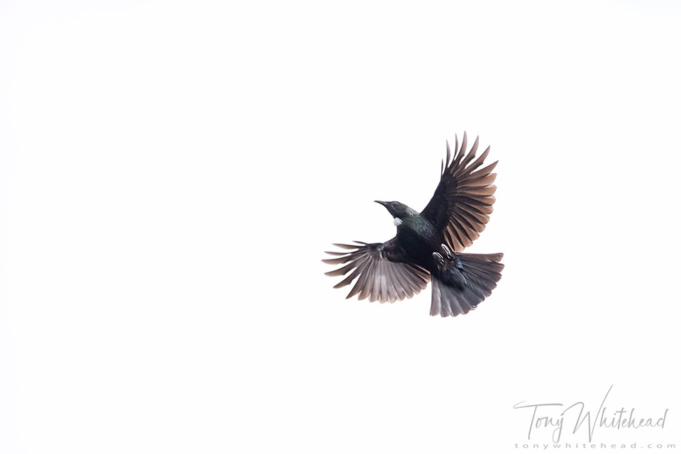 Photo of a Tui fluttering above the Tongariro River