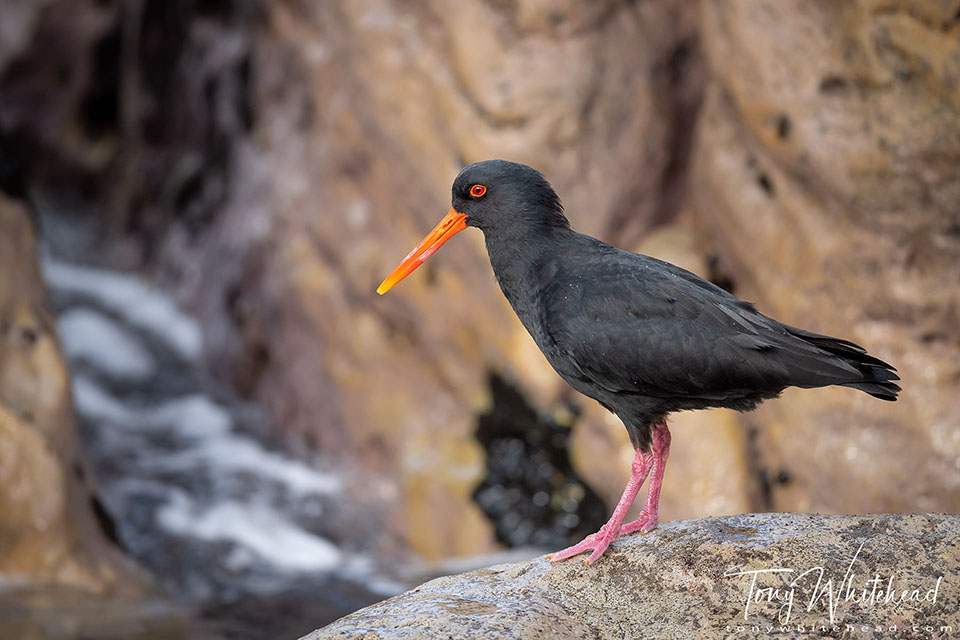 Photo of a Variable Oystercatcher