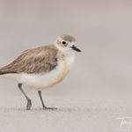 Hahei Dotterels