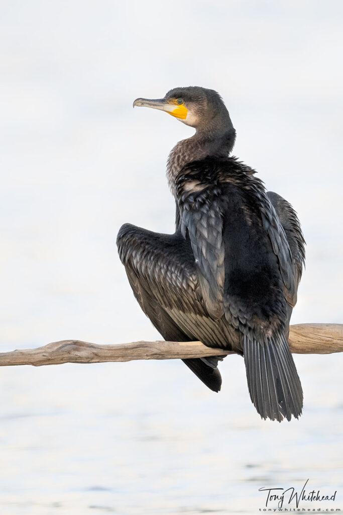 Photo of a young Kawau/Black Shag