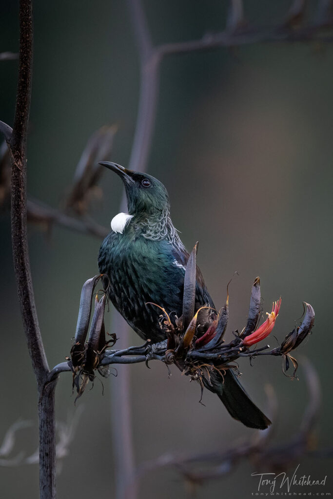 Photo of Tui on Harakeke/Flax. Few flowers with many maturing seed pods.