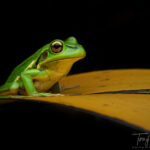 Another side of Okareka – Night Macro.