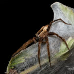 Okareka Nurseryweb Spiders