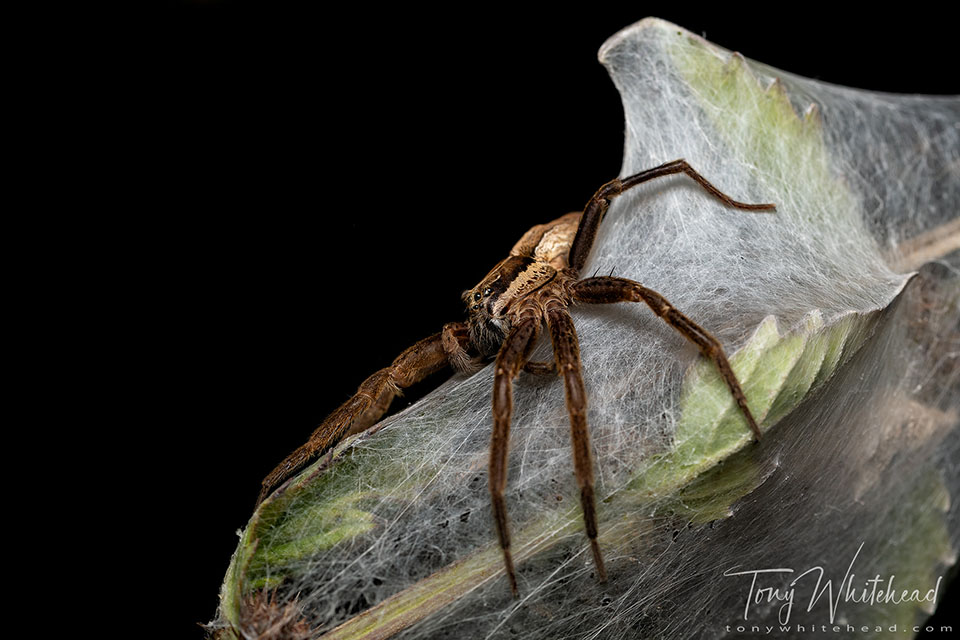 Nursery web spider  The Wildlife Trusts