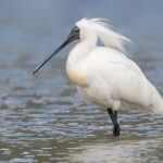 Unusual Visitors at Lake Okareka