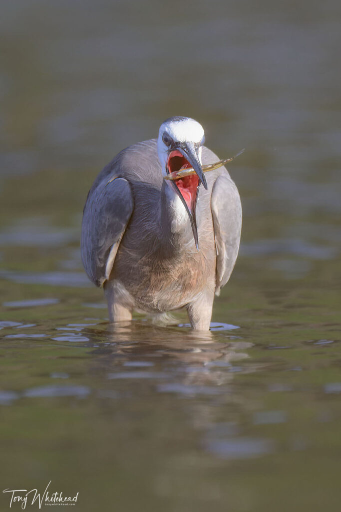 Matuku Moana/White-faced heron with captured fish