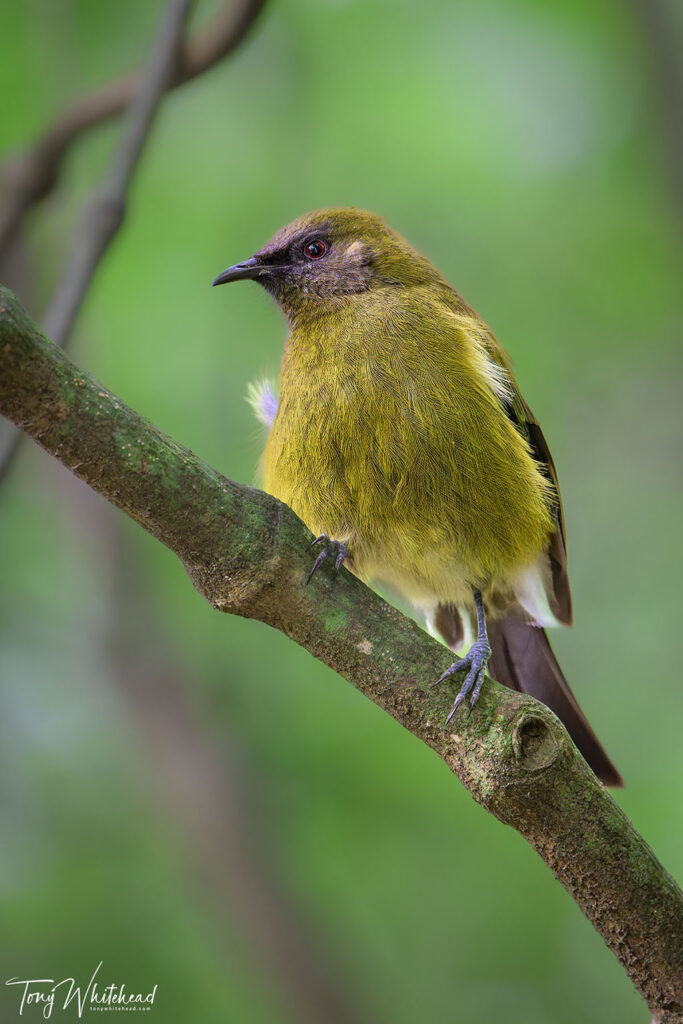 Photo of Korimako/Bellbird