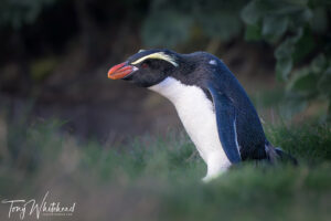 Snares Crested Penguin Release at the OPERA