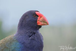 Takahē Encounter at Orokonui